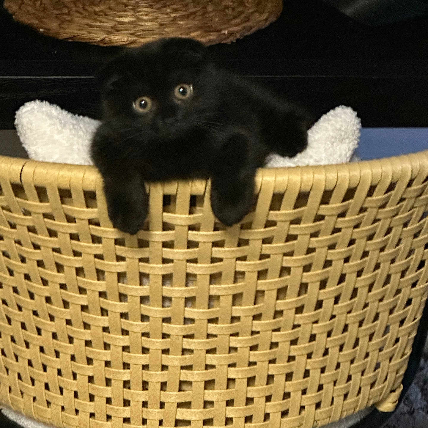 Chloe is registered to the contest to win money with this photo: kitten, cat, black_cat, pet, animal, feline, basket, woven_basket, wicker, cushion, indoor, home, cozy, sitting, lying_down, dangling_paws, bright_eyes, whiskers, portrait, closeup