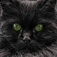 Chocolate participe au concours pour gagner de l'argent avec cette photo : cat, black_cat, green_eyes, fluffy_fur, close_up, portrait, animal, pet, feline, whiskers, face, fur_texture, monochrome, detailed, cute, domestic_cat, looking_at_camera, soft_light, sharp_focus, animal_portrait