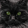 cat, black_cat, green_eyes, fluffy_fur, close_up, portrait, animal, pet, feline, whiskers, face, fur_texture, monochrome, detailed, cute, domestic_cat, looking_at_camera, soft_light, sharp_focus, animal_portrait