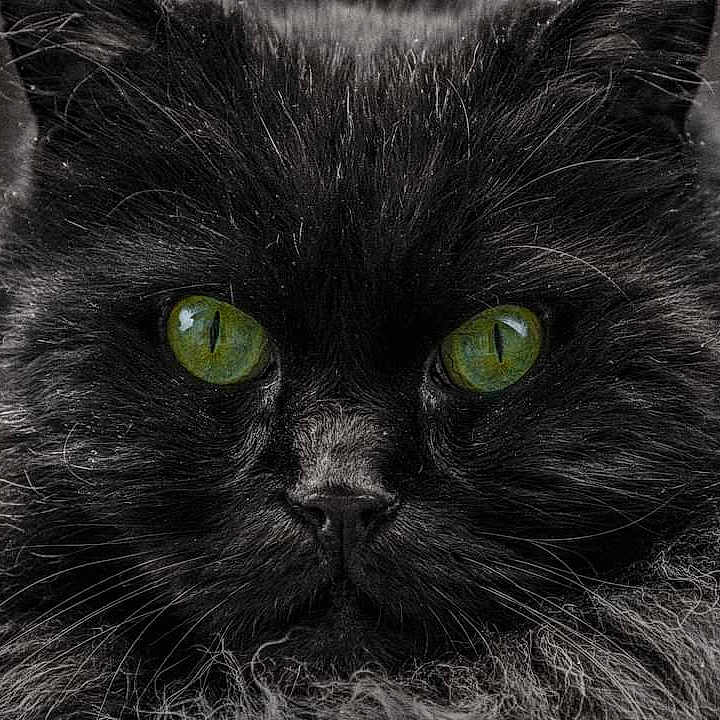 Chocolate participe au concours pour gagner de l'argent avec cette photo : animal, animal_portrait, black_cat, cat, close_up, cute, detailed, domestic_cat, face, feline, fluffy_fur, fur_texture, green_eyes, looking_at_camera, monochrome, pet, portrait, sharp_focus, soft_light, whiskers