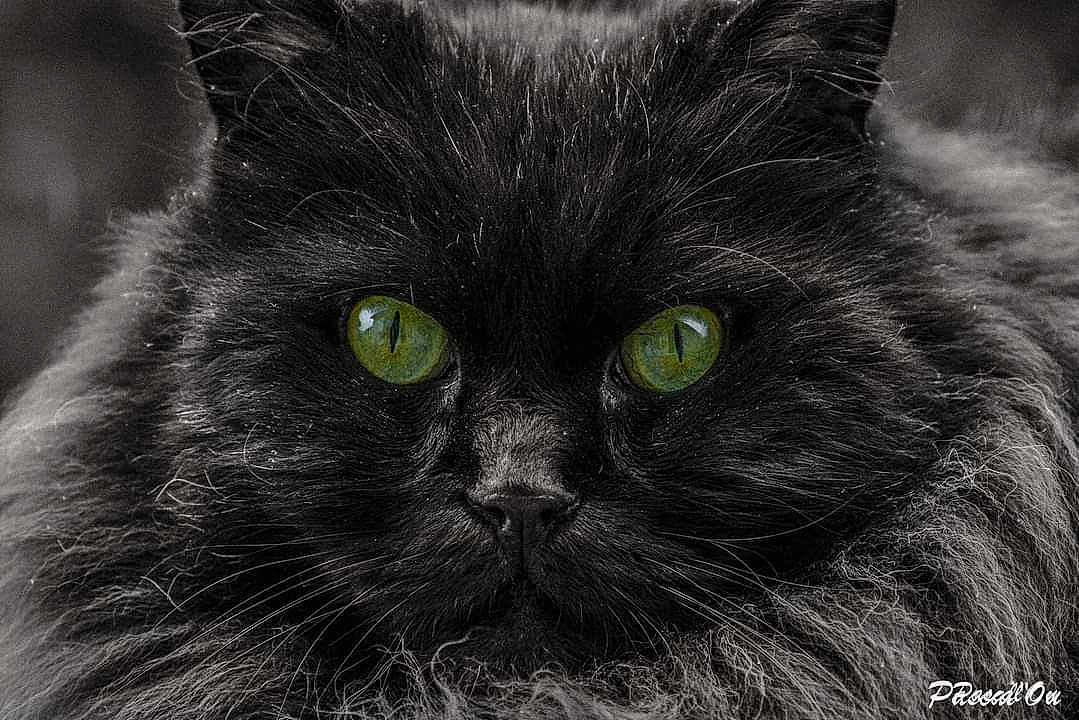 Chocolate participe au concours pour gagner de l'argent avec cette photo : cat, black_cat, green_eyes, fluffy_fur, close_up, portrait, animal, pet, feline, whiskers, face, fur_texture, monochrome, detailed, cute, domestic_cat, looking_at_camera, soft_light, sharp_focus, animal_portrait