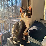 Spooky is registered to the contest to win money with this photo: animal, calico, cat, couch, cushion, daylight, ears, fur, furniture, home, indoor, kitten, outdoor_background, paws, pet, sunlight, tail, whiskers, window, wood