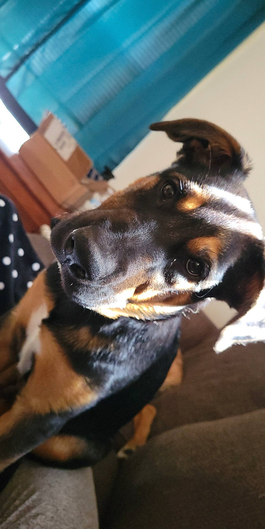 Apollo joined the competition — help win amazing prizes! canidae, carnivore, chair, collar, comfort, companion_dog, dog, dog_breed, dog_collar, ear, fur, guard_dog, montenegrin_mountain_hound, paw, pinscher, snout, sporting_group, whiskers, working_animal, working_dog