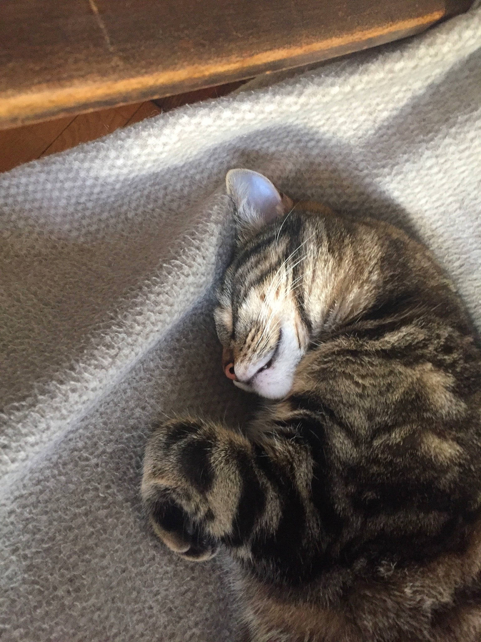 Owen a rejoint le concours — aidez-le/la à gagner de superbes lots ! american_shorthair, asian, california_spangled, carnivore, cat, domestic_short_haired_cat, dragon_li, european_shorthair, felidae, fur, kitten, mammal, paw, pixie_bob, polydactyl_cat, small_to_medium_sized_cats, snout, sokoke, tabby_cat, whiskers