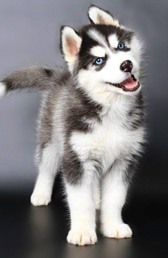 Snow a rejoint le concours — aidez-le/la à gagner de superbes lots ! alaskan_klee_kai, alaskan_malamute, ancient_dog_breeds, canadian_eskimo_dog, canidae, carnivore, dog, dog_breed, mammal, miniature_siberian_husky, native_american_indian_dog, puppy, rare_breed_dog, sakhalin_husky, siberian_husky, sled_dog, snout, tamaskan_dog, vertebrate, wolfdog