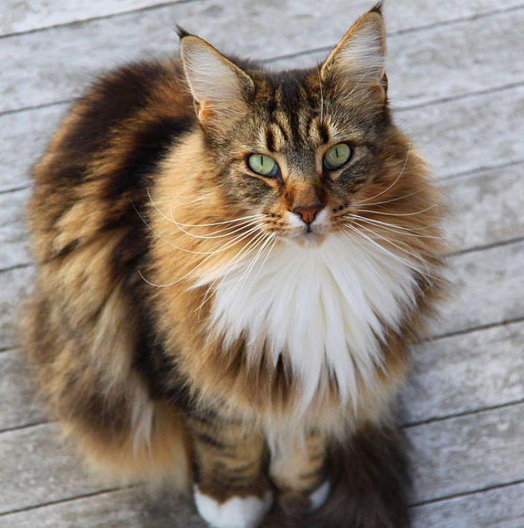 Cookie a rejoint le concours — aidez-le/la à gagner de superbes lots ! aegean_cat, asian_semi_longhair, british_semi_longhair, carnivore, cat, cymric, domestic_long_haired_cat, fawn, felidae, fur, maine_coon, mammal, norwegian_forest_cat, ragamuffin, siberian, small_to_medium_sized_cats, somali, tabby_cat, vertebrate, whiskers