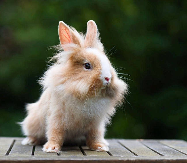 Simba a rejoint le concours — aidez-le/la à gagner de superbes lots ! angora_rabbit, domestic_rabbit, ear, fawn, grass, hare, mammal, rabbit, rabbits_and_hares, skin, vertebrate, whiskers, wildlife