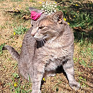 Kawa participe au concours pour gagner de l'argent avec cette photo : animal, calm, cat, closeup, cute, daylight, ears, feline, flora, flower_crown, grass, gray_tabby, nature, outdoor, pet, posing, sunlight, tail, whiskers, wildflowers