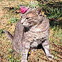 animal, calm, cat, closeup, cute, daylight, ears, feline, flora, flower_crown, grass, gray_tabby, nature, outdoor, pet, posing, sunlight, tail, whiskers, wildflowers