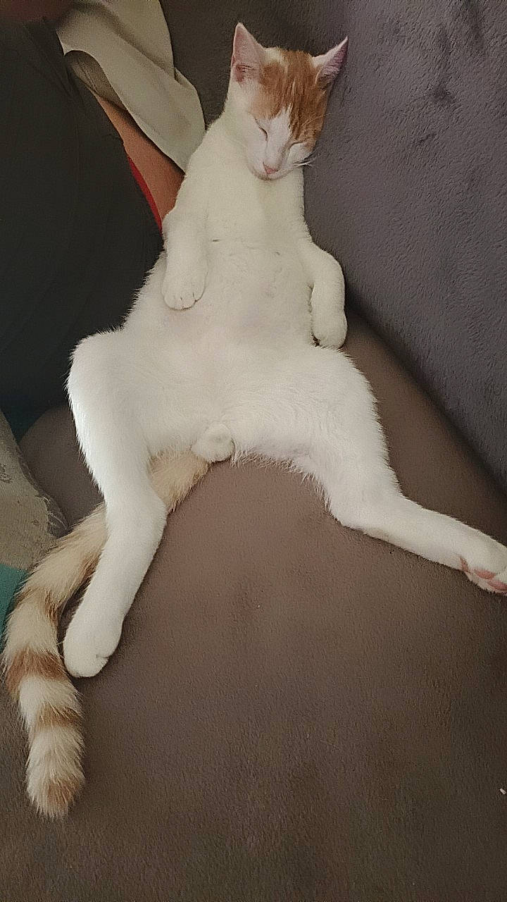 Winny a rejoint le concours — aidez-le/la à gagner de superbes lots ! art, carnivore, cat, comfort, companion_dog, dog_breed, fawn, felidae, foot, fur, human_leg, paw, small_to_medium_sized_cats, snout, stuffed_toy, tail, thigh, toy, trunk, whiskers