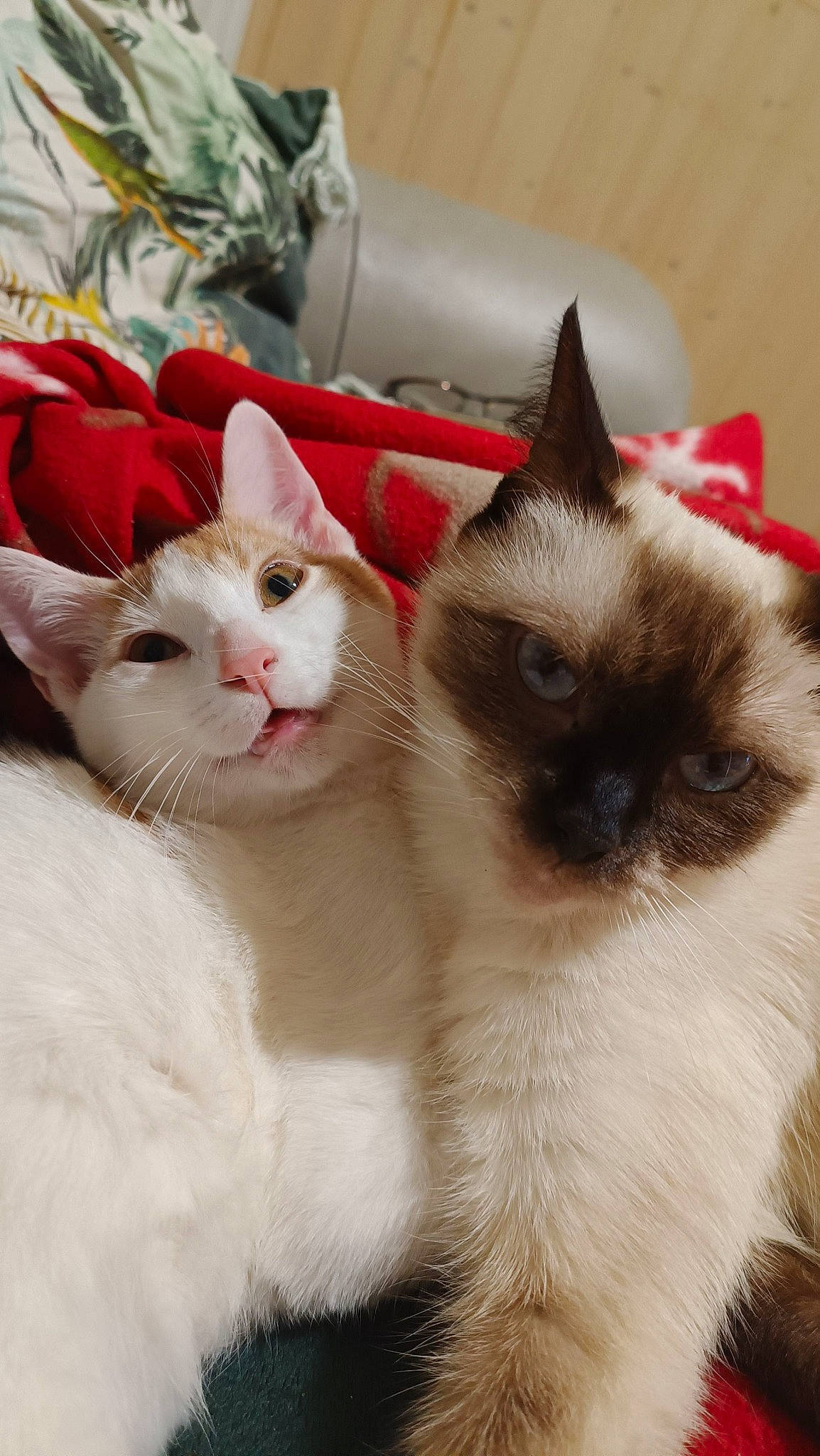 Winny a rejoint le concours — aidez-le/la à gagner de superbes lots ! balinese, birman, carnivore, cat, comfort, domestic_short_haired_cat, fawn, felidae, fur, paw, siamese, small_to_medium_sized_cats, snout, thai, whiskers