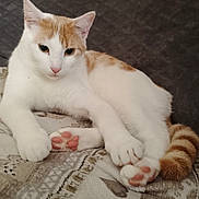Winny a rejoint le concours — aidez-le/la à gagner de superbes lots ! cat, animal, pet, feline, white, orange, paw_pads, tail, striped_tail, blanket, quilted_background, indoor, resting, cute, fur, whiskers, ears, relaxed, close_up, domestic_cat