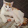 cat, animal, pet, feline, white, orange, paw_pads, tail, striped_tail, blanket, quilted_background, indoor, resting, cute, fur, whiskers, ears, relaxed, close_up, domestic_cat
