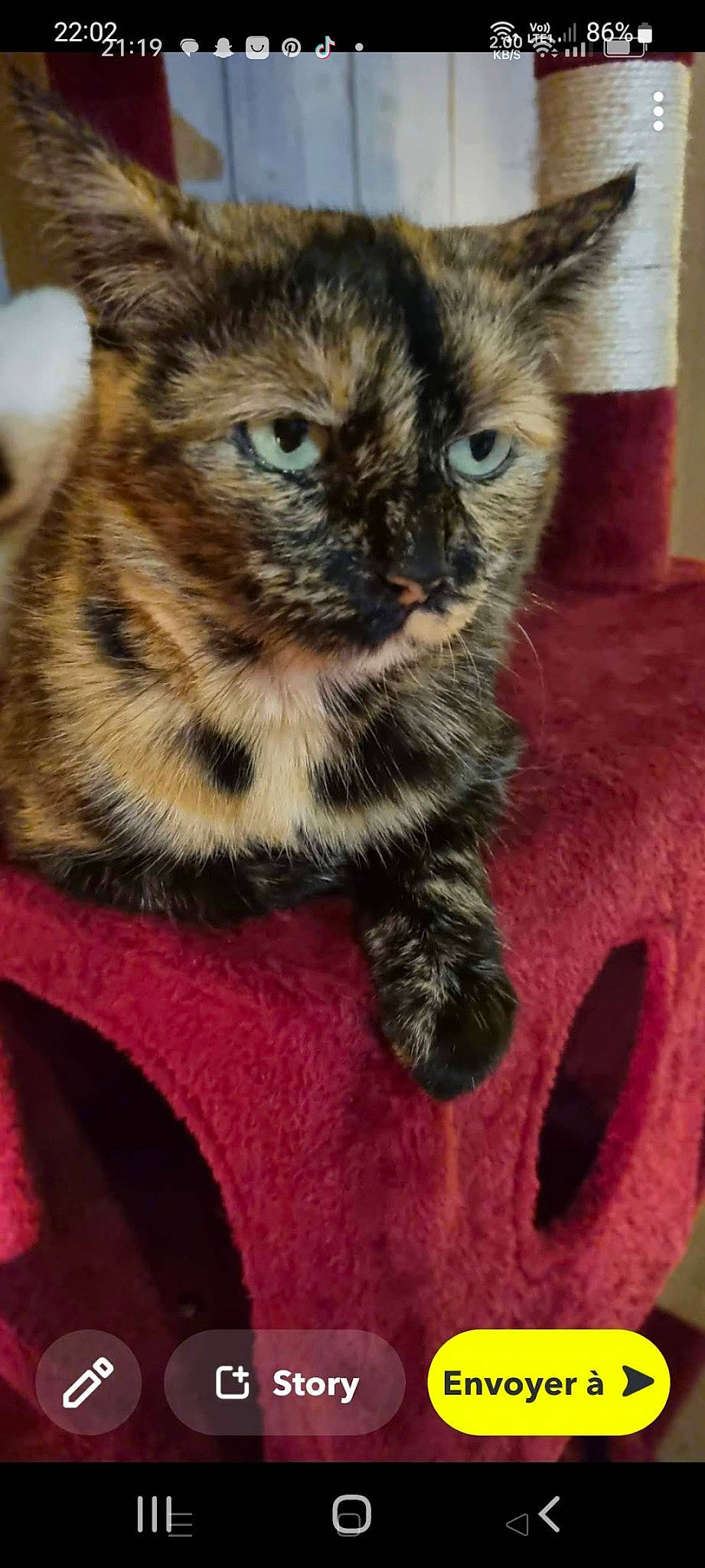 Geisha participe au concours pour gagner de l'argent avec cette photo : carnivore, cat, cat_toy, claw, close_up, comfort, domestic_short_haired_cat, felidae, fur, paw, photo_caption, photography, small_to_medium_sized_cats, snout, tail, terrestrial_animal, whiskers, window