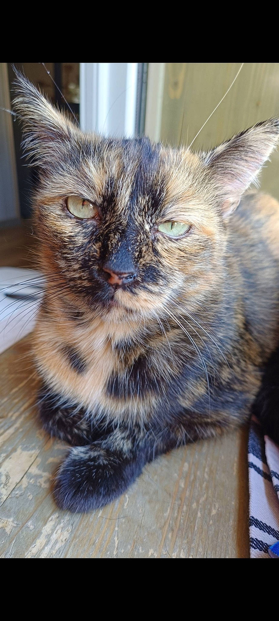 Geisha a rejoint le concours — aidez-le/la à gagner de superbes lots ! carnivore, cat, claw, domestic_short_haired_cat, felidae, fur, paw, small_to_medium_sized_cats, snout, tail, terrestrial_animal, whiskers