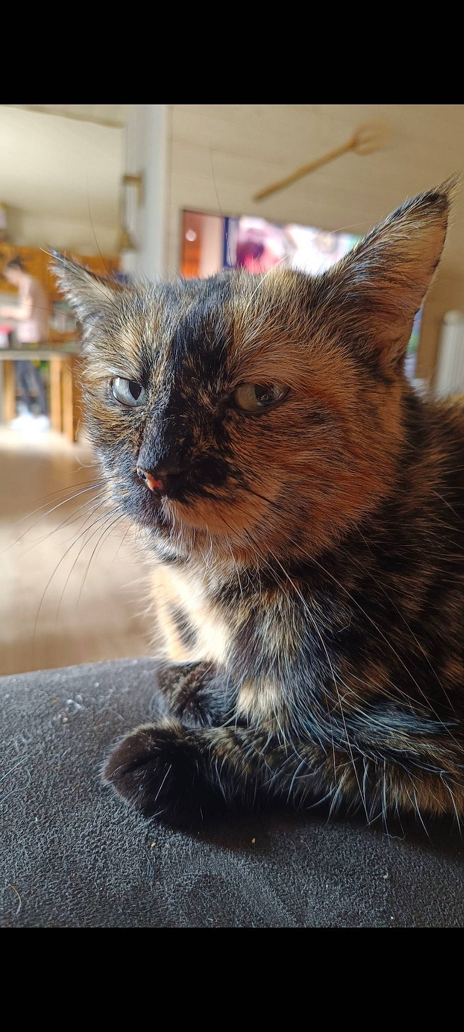 Geisha participe au concours pour gagner de l'argent avec cette photo : carnivore, cat, claw, domestic_short_haired_cat, fawn, felidae, fur, iris, paw, shelf, small_to_medium_sized_cats, snout, tail, terrestrial_animal, tree, whiskers, wildlife, window