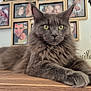 cat, gray_cat, fluffy, lying_down, wooden_surface, yellow_flower_pot, green_leaves, family_photos, framed_photos, wall, indoor, pet, animal, relaxed, portrait, feline, close_up, home_decor, domestic_cat, calm