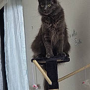 Utopia participe au concours pour gagner de l'argent avec cette photo : cat, gray_cat, fluffy, cat_tree, mouse_toy, indoor, curtain, wall_text, pet, feline, perched, alert, playful, home, window, soft_light, animal, domestic, sitting, fur
