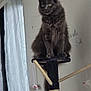 cat, gray_cat, fluffy, cat_tree, mouse_toy, indoor, curtain, wall_text, pet, feline, perched, alert, playful, home, window, soft_light, animal, domestic, sitting, fur