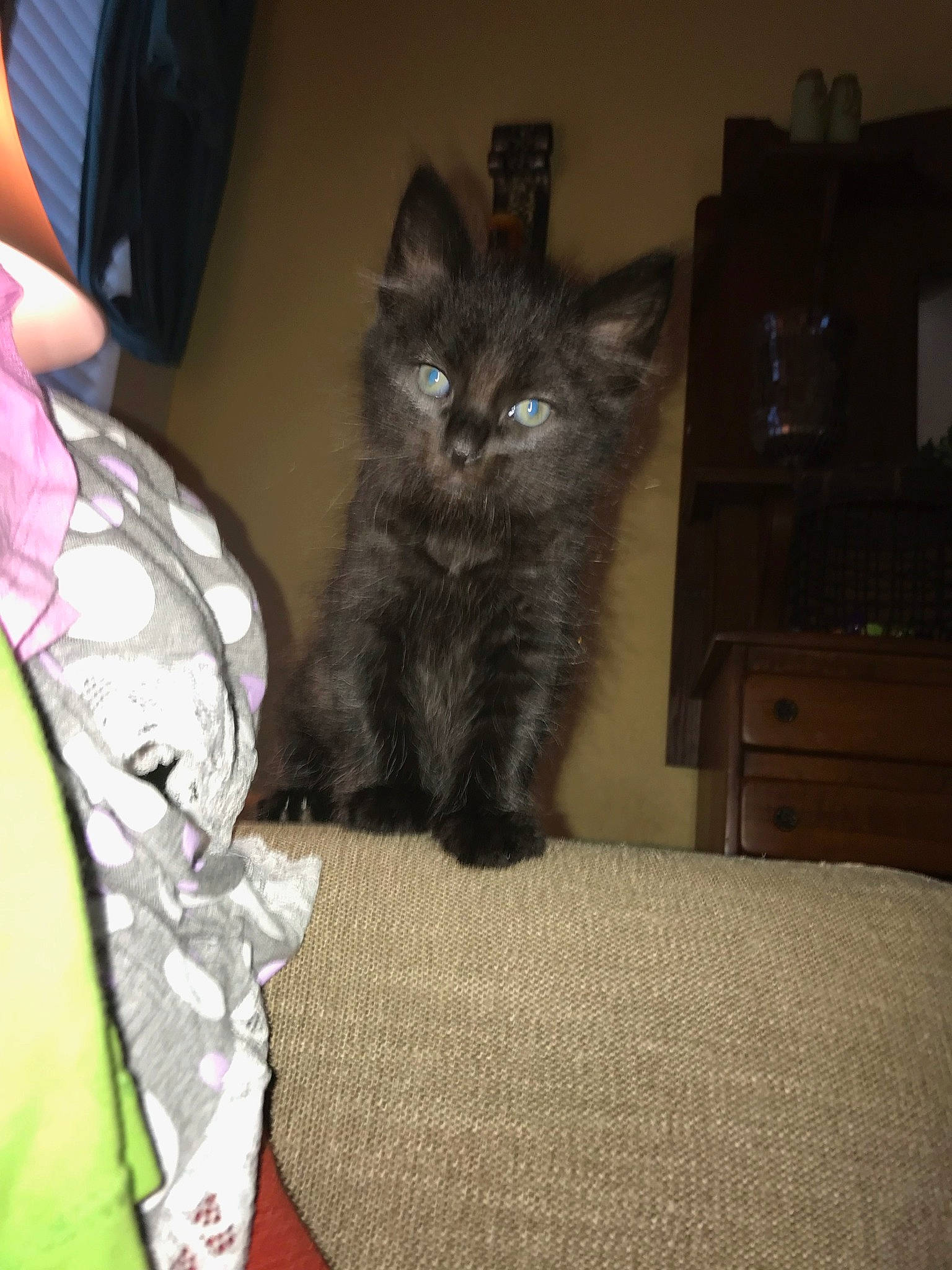 Binks is registered to the contest to win money with this photo: asian, asian_semi_longhair, british_semi_longhair, carnivore, cat, domestic_long_haired_cat, domestic_short_haired_cat, european_shorthair, fawn, felidae, fur, kitten, maine_coon, mammal, nebelung, norwegian_forest_cat, siberian, small_to_medium_sized_cats, vertebrate, whiskers