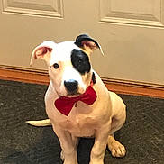 Oreo is registered to the contest to win money with this photo: puppy, dog, bow_tie, black_patch, white_fur, sitting, indoor, door, rug, pet, cute, animal, young_dog, collar, front_paws, ears, looking_at_camera, adorable, domestic_animal, companion