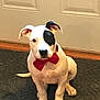 puppy, dog, bow_tie, black_patch, white_fur, sitting, indoor, door, rug, pet, cute, animal, young_dog, collar, front_paws, ears, looking_at_camera, adorable, domestic_animal, companion