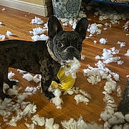 Chanel joined the competition — help win amazing prizes! dog, french_bulldog, stuffing, toy, floor, wooden_floor, basket, blanket, indoor, pet, destruction, mess, cute, animal, collar, looking_at_camera, playful, household, fabric, fur
