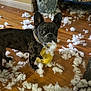 dog, french_bulldog, stuffing, toy, floor, wooden_floor, basket, blanket, indoor, pet, destruction, mess, cute, animal, collar, looking_at_camera, playful, household, fabric, fur