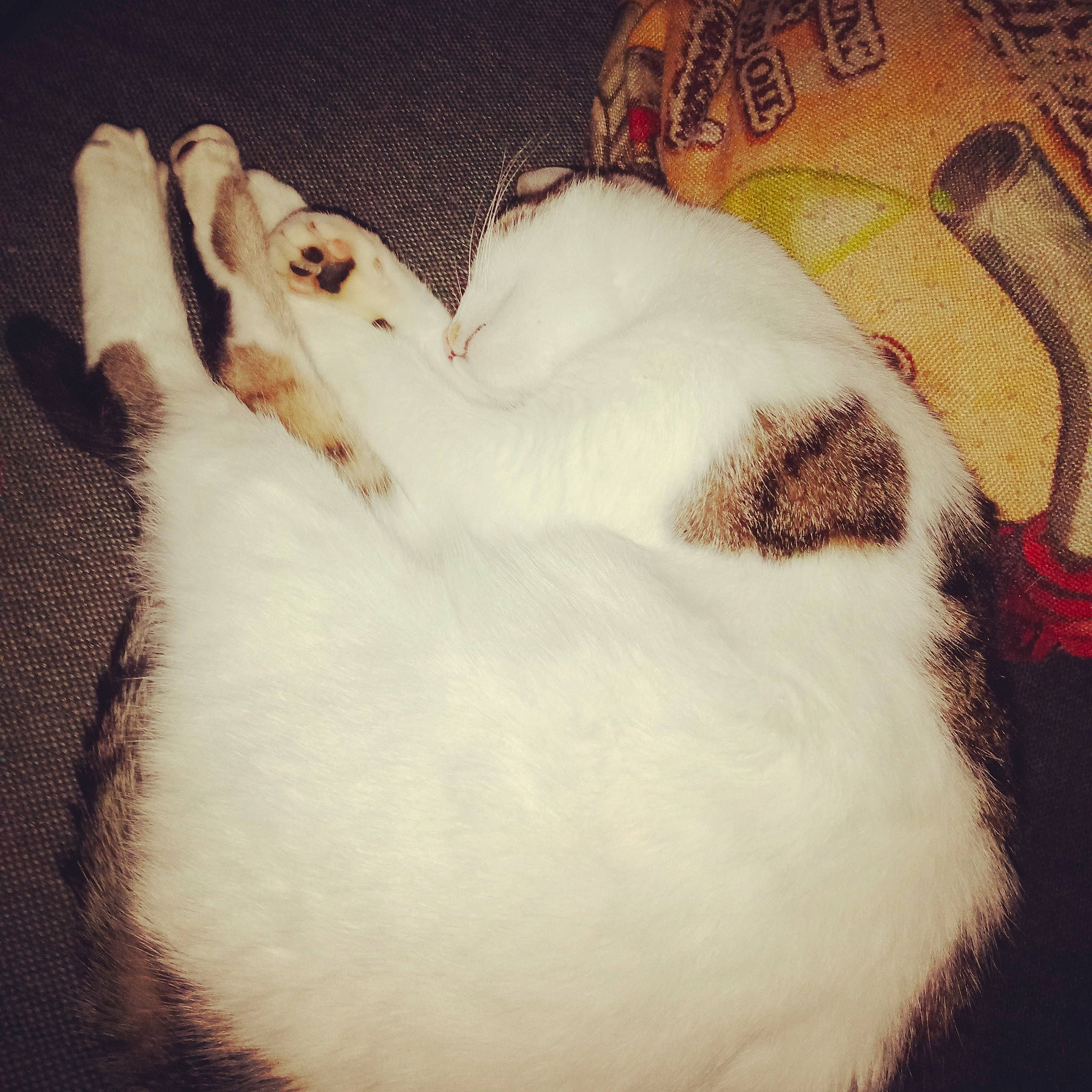 Rio participe au concours pour gagner de l'argent avec cette photo : canidae, carnivore, cat, cloud, comfort, companion_dog, dog_breed, domestic_short_haired_cat, ear, fawn, felidae, fur, mammal, meteorological_phenomenon, paw, small_to_medium_sized_cats, snout, tail, vertebrate, whiskers