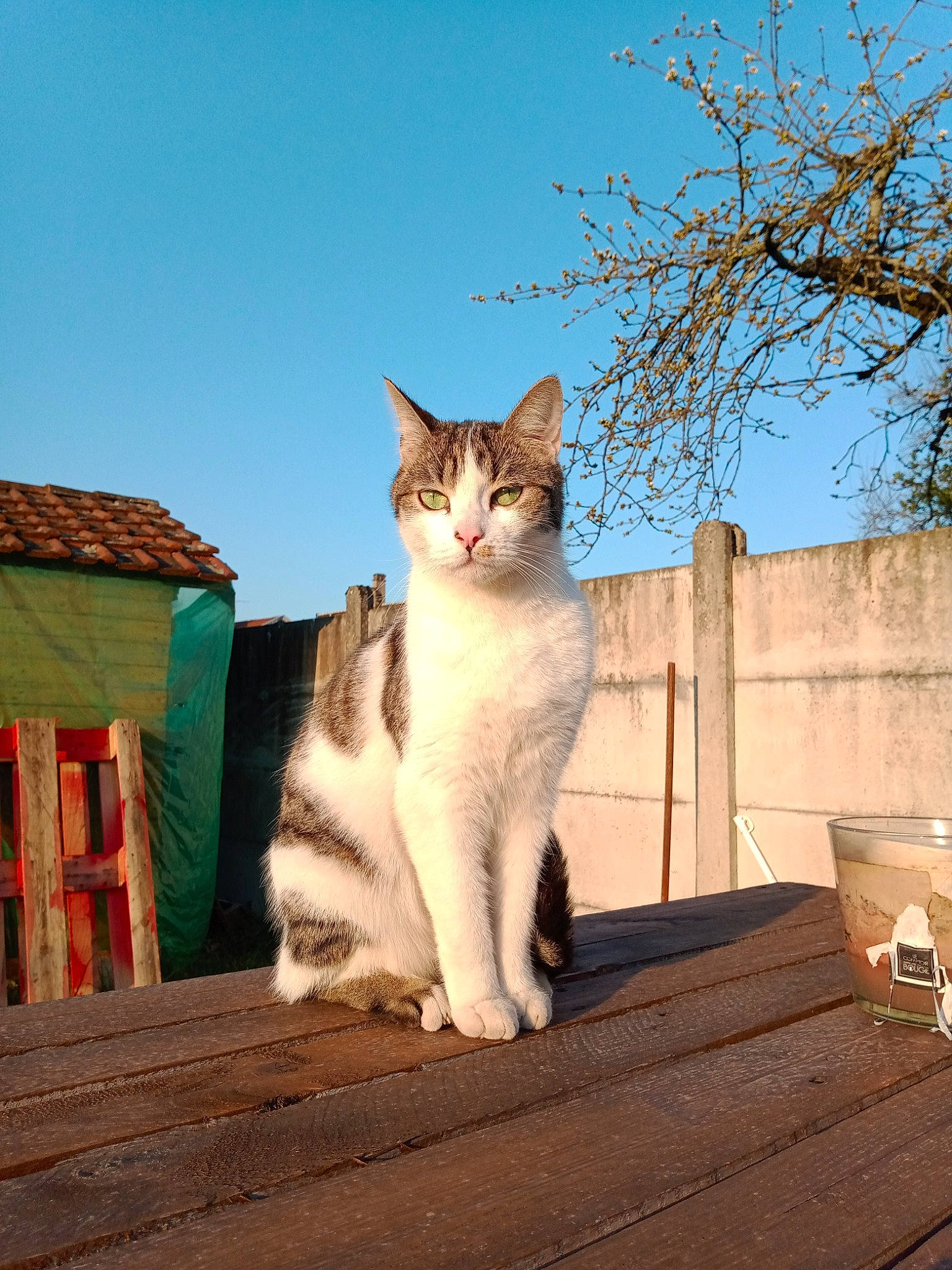 Rio a rejoint le concours — aidez-le/la à gagner de superbes lots ! carnivore, cat, domestic_short_haired_cat, eye, fawn, felidae, fur, grass, mammal, plant, sky, small_to_medium_sized_cats, snout, tail, tree, twig, vertebrate, whiskers, wildlife, wood