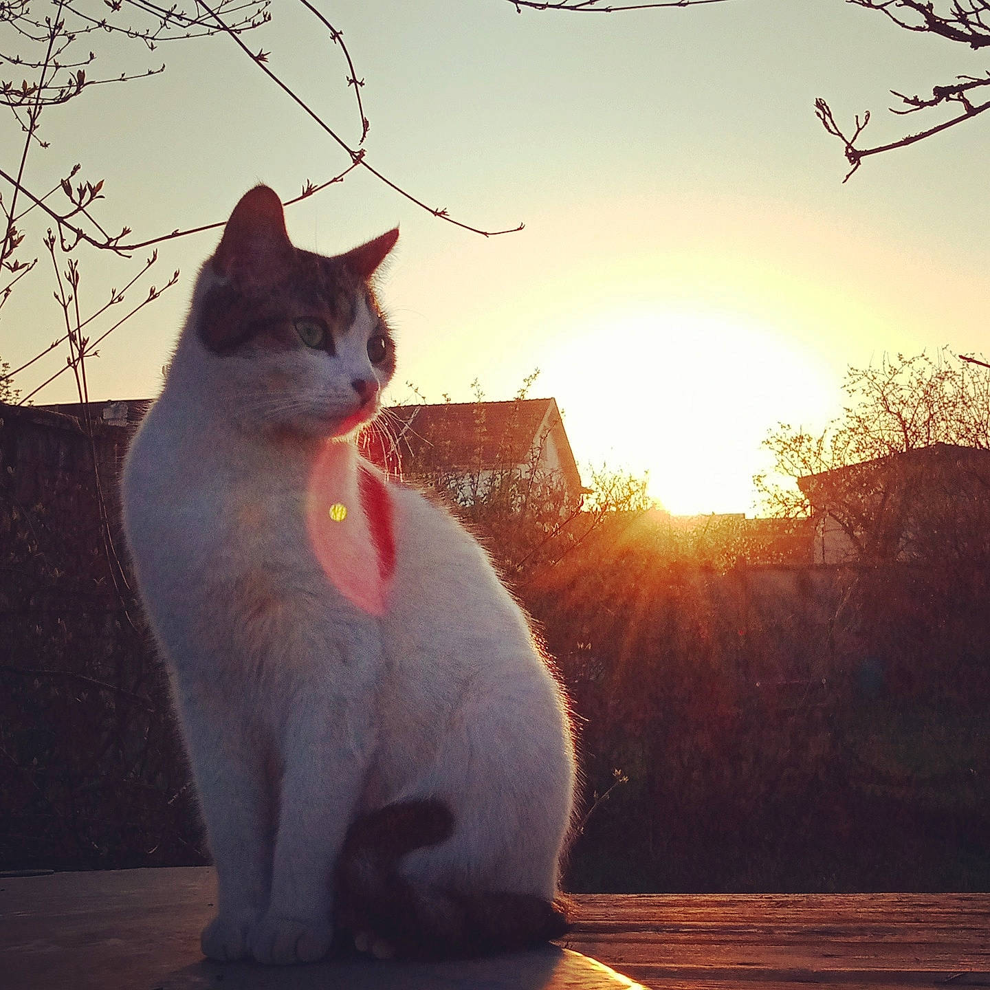 Rio a rejoint le concours — aidez-le/la à gagner de superbes lots ! carnivore, cat, felidae, fur, grass, light, morning, plant, sky, small_to_medium_sized_cats, snout, sunlight, sunset, tail, tints_and_shades, tree, twig, whiskers, window, wood