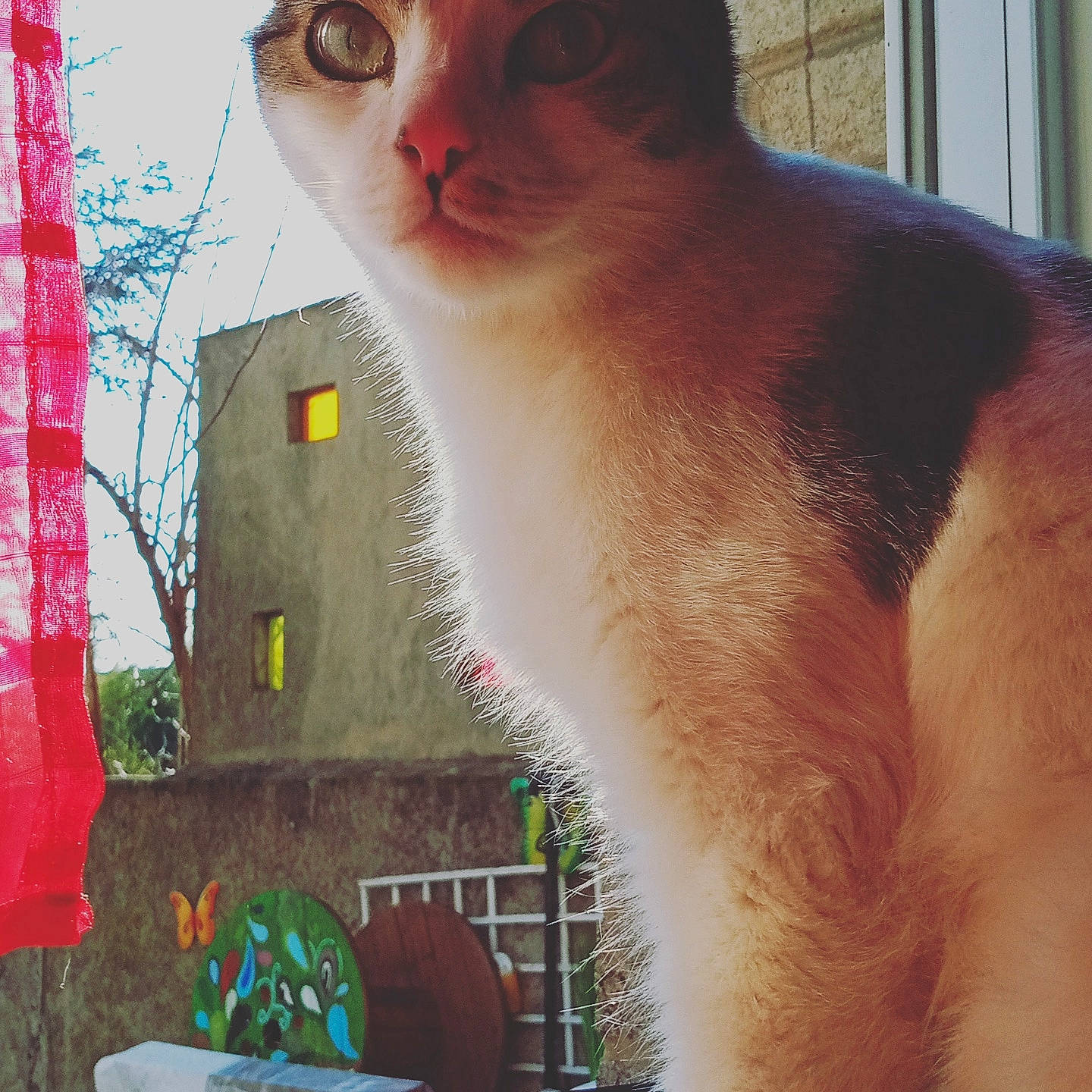 Rio participe au concours pour gagner de l'argent avec cette photo : art, balinese, carnivore, cat, domestic_short_haired_cat, fawn, felidae, fur, paw, photo_caption, small_to_medium_sized_cats, snout, tail, thai, tree, whiskers, window