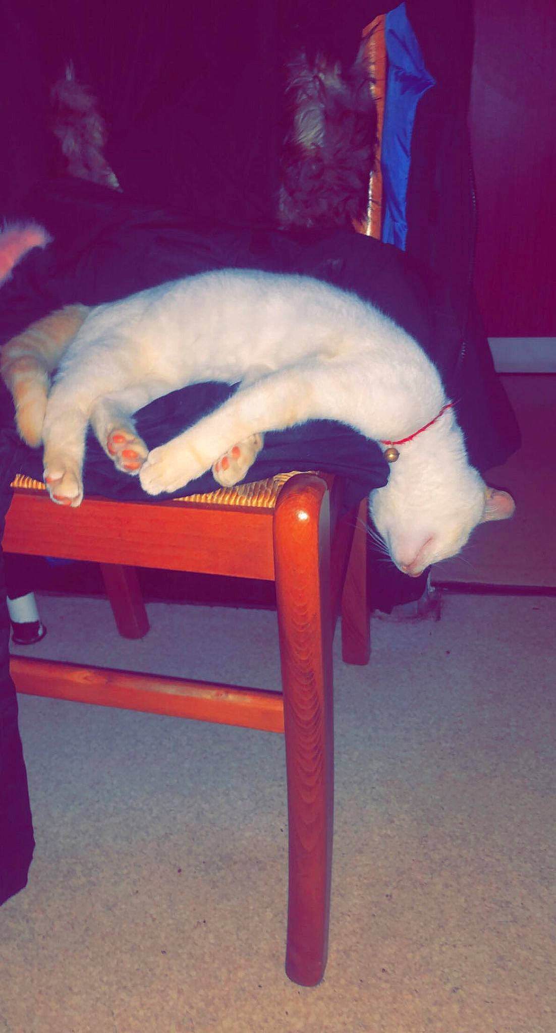 Garfild participe au concours pour gagner de l'argent avec cette photo : bench, canidae, carnivore, cat, chair, cloud, comfort, companion_dog, felidae, furniture, human_leg, lap, sitting, sky, small_to_medium_sized_cats, sporting_group, tail, tints_and_shades, whiskers, wood