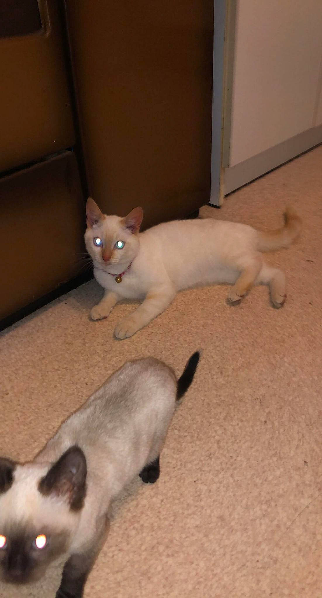 Garfild participe au concours pour gagner de l'argent avec cette photo : canidae, carnivore, cat, comfort, companion_dog, dog_breed, ear, fawn, felidae, floor, flooring, fur, mammal, paw, siamese, small_to_medium_sized_cats, snout, tail, whiskers, wood