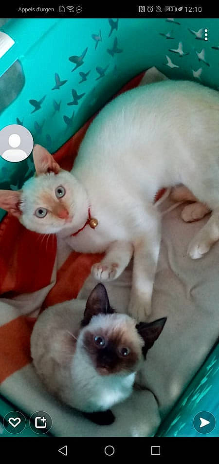 Garfild participe au concours pour gagner de l'argent avec cette photo : art, blue, carnivore, cat, domestic_short_haired_cat, fawn, felidae, fur, green, mammal, pattern, paw, photograph, photography, siamese, small_to_medium_sized_cats, snout, tail, whiskers, white