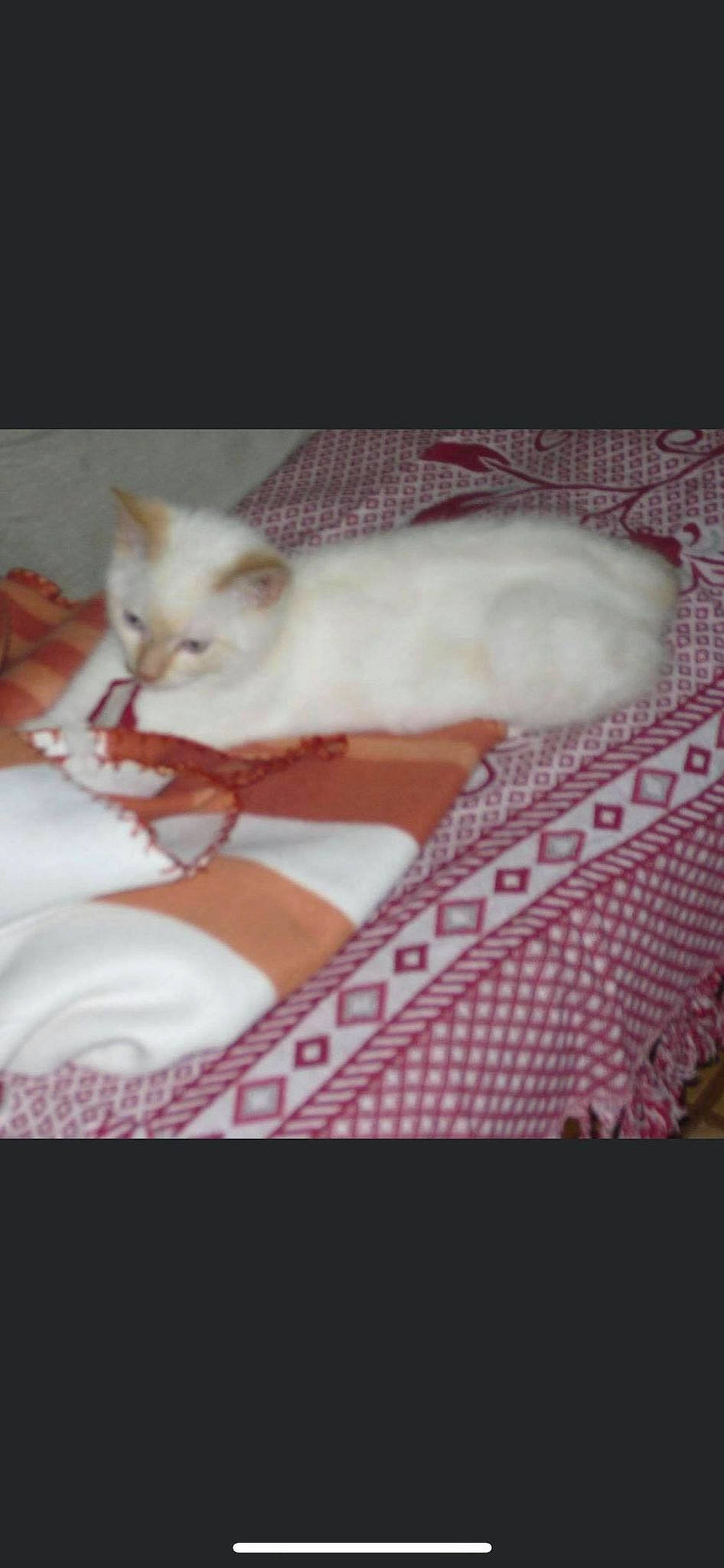 Garfild a rejoint le concours — aidez-le/la à gagner de superbes lots ! carnivore, cat, claw, comfort, domestic_short_haired_cat, fawn, felidae, foot, fur, hardwood, nap, paw, pink, room, sleep, small_to_medium_sized_cats, snout, tail, textile, whiskers