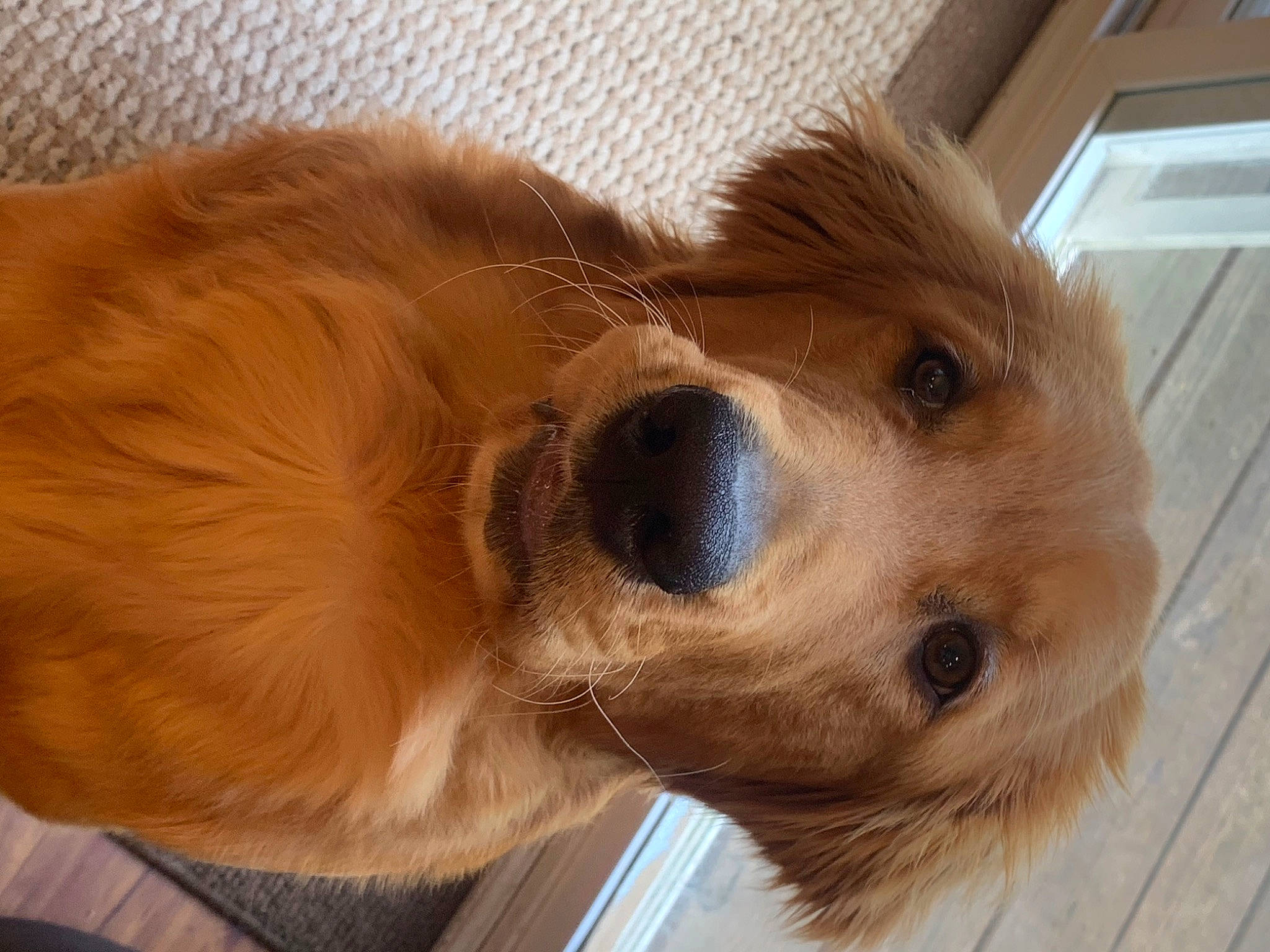 Baker is registered to the contest to win money with this photo: canidae, carnivore, companion_dog, dog, dog_breed, dog_supply, ear, eyewear, fawn, fur, head, helmet, liver, pet_supply, retriever, snout, sporting_group, sunglasses, whiskers, wood