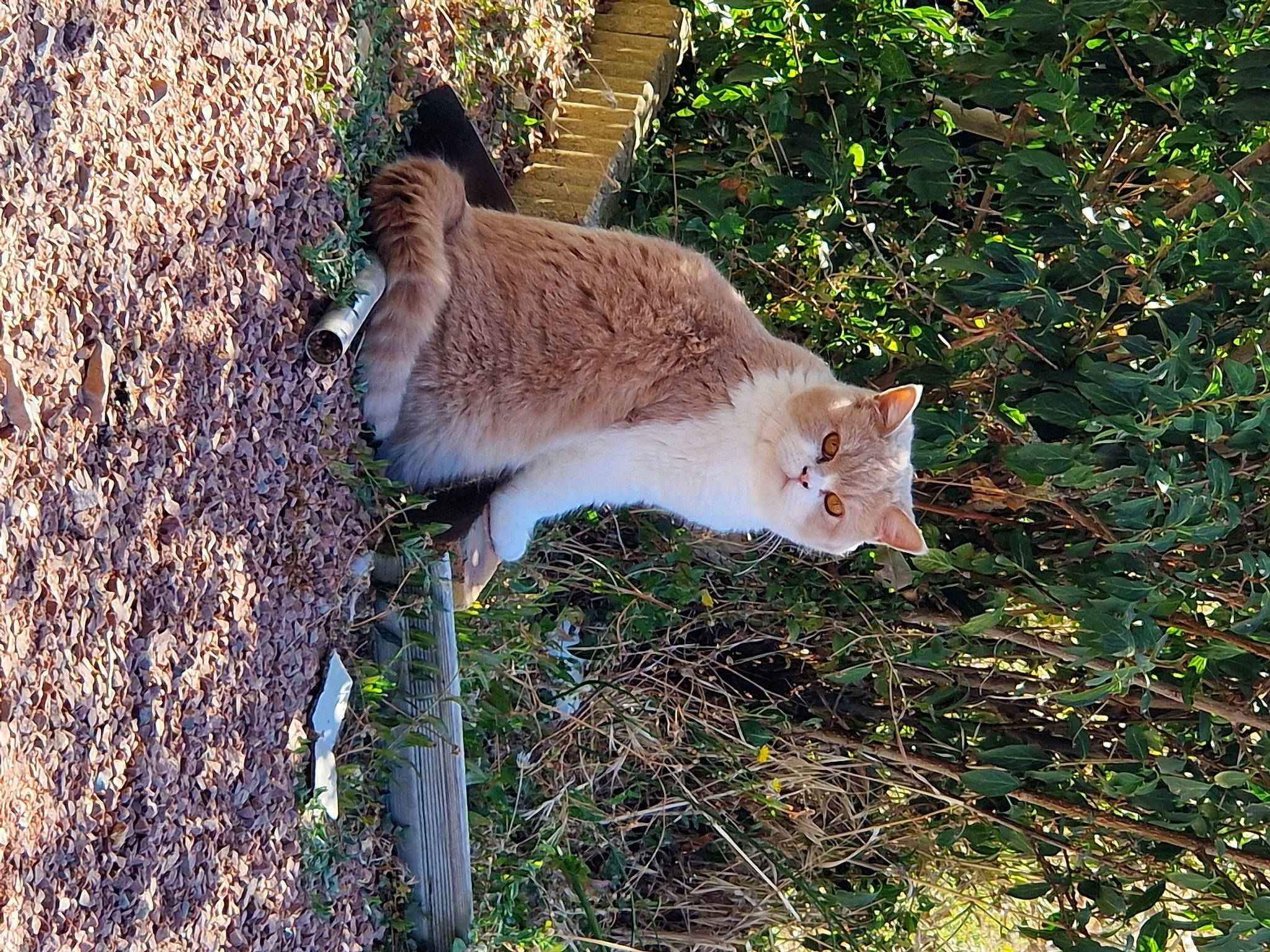 Noisette