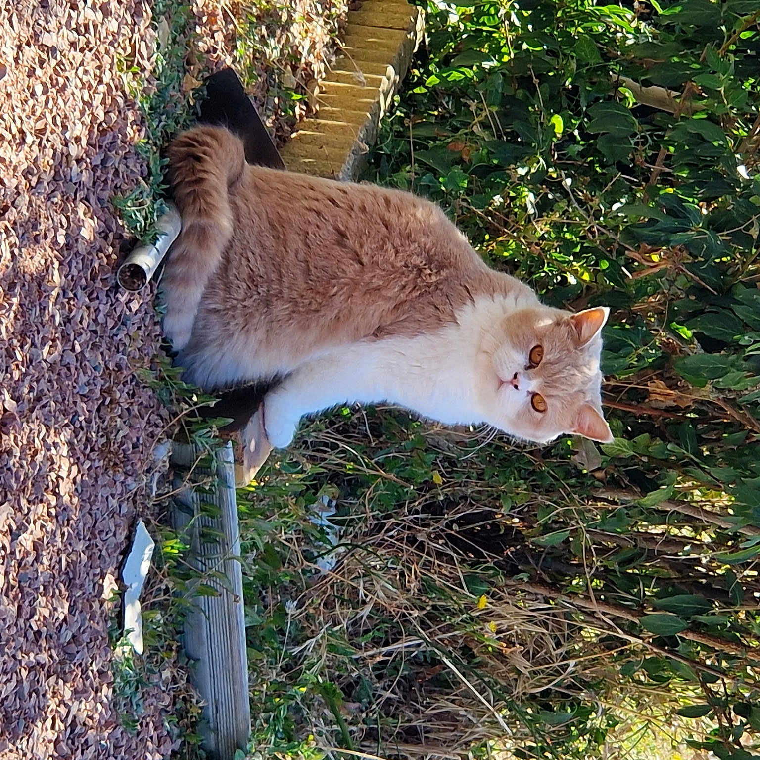 Noisette