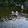 Balto a rejoint le concours — aidez-le/la à gagner de superbes lots ! dog, husky, man, water, river, forest, trees, rocks, swimming, nature, outdoor, reflection, leash, summer, bare_chest, landscape, wading, animal, person, scenic