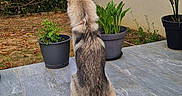 Balto a rejoint le concours — aidez-le/la à gagner de superbes lots ! dog, pet, outdoor, garden, potted_plant, tile_floor, fur, animal, back_view, greenery, house, window, plant_pot, nature, canine, domestic_animal, calm, sitting, daylight, quiet