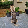 dog, pet, outdoor, garden, potted_plant, tile_floor, fur, animal, back_view, greenery, house, window, plant_pot, nature, canine, domestic_animal, calm, sitting, daylight, quiet