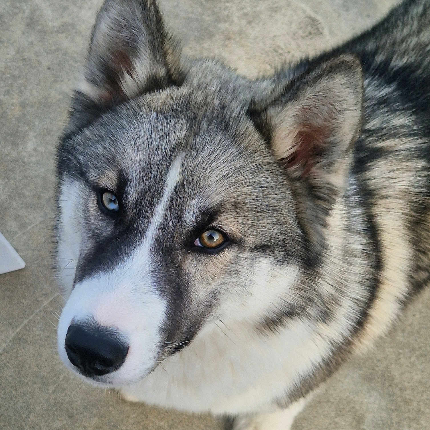 Balto a rejoint le concours — aidez-le/la à gagner de superbes lots ! dog, canine, pet, close_up, portrait, heterochromia, fur, ears, nose, animal, outdoor, curious, friendly, mammal, looking_up, gray, white, black, concrete, companion