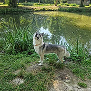 Balto participe au concours pour gagner de l'argent avec cette photo : dog, pond, grass, trees, nature, outdoor, water, reflection, canine, greenery, animal, sunlight, park, fur, collar, alert, summer, daylight, landscape, wildlife