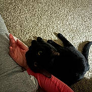 Purrcy joined the competition — help win amazing prizes! animal, black_cat, carpet, casual_clothing, cat, companion, cozy, curious, domestic_animal, feline, floor, human_arm, indoor, laying_down, pet, relaxing, resting, shadow, soft_texture, yellow_eyes