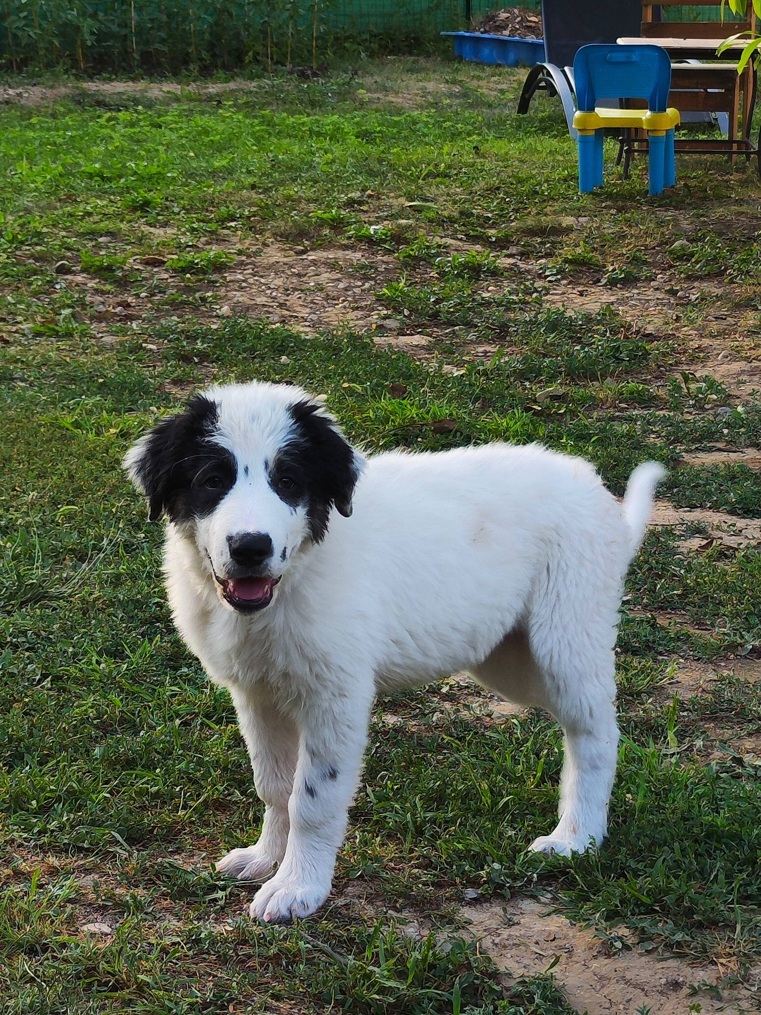 Ulysse participe au concours pour gagner de l'argent avec cette photo : canidae, carnivore, companion_dog, dog, dog_breed, dog_sports, grass, herding_dog, plant, soil, sporting_group, tail, terrestrial_animal, working_dog