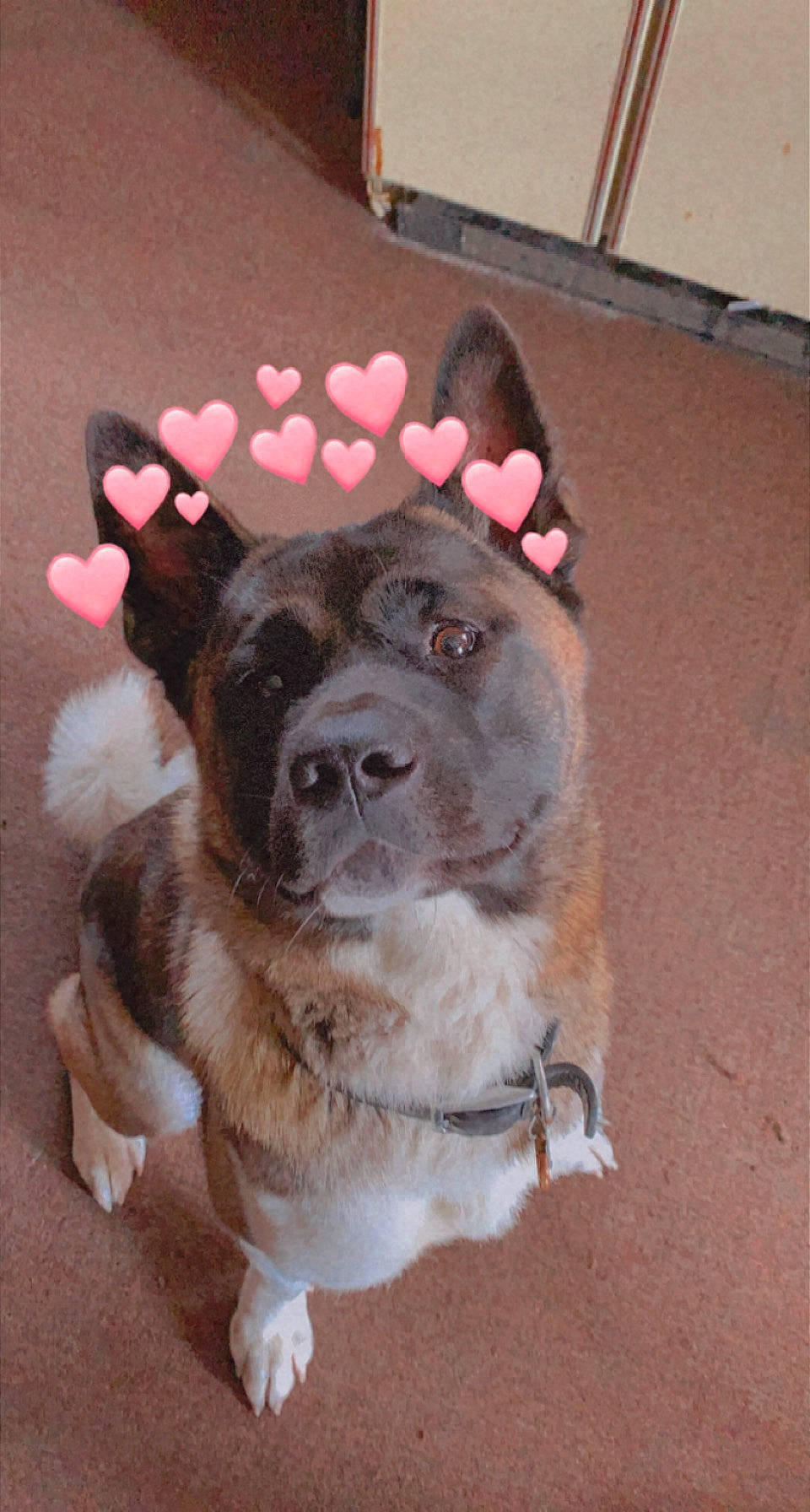 Catra is registered to the contest to win money with this photo: canidae, carnivore, companion_dog, dog, dog_breed, dog_clothes, dog_supply, ear, eye, fashion_accessory, fawn, fur, gesture, leash, paw, snout, sporting_group, tail, toy_dog, whiskers