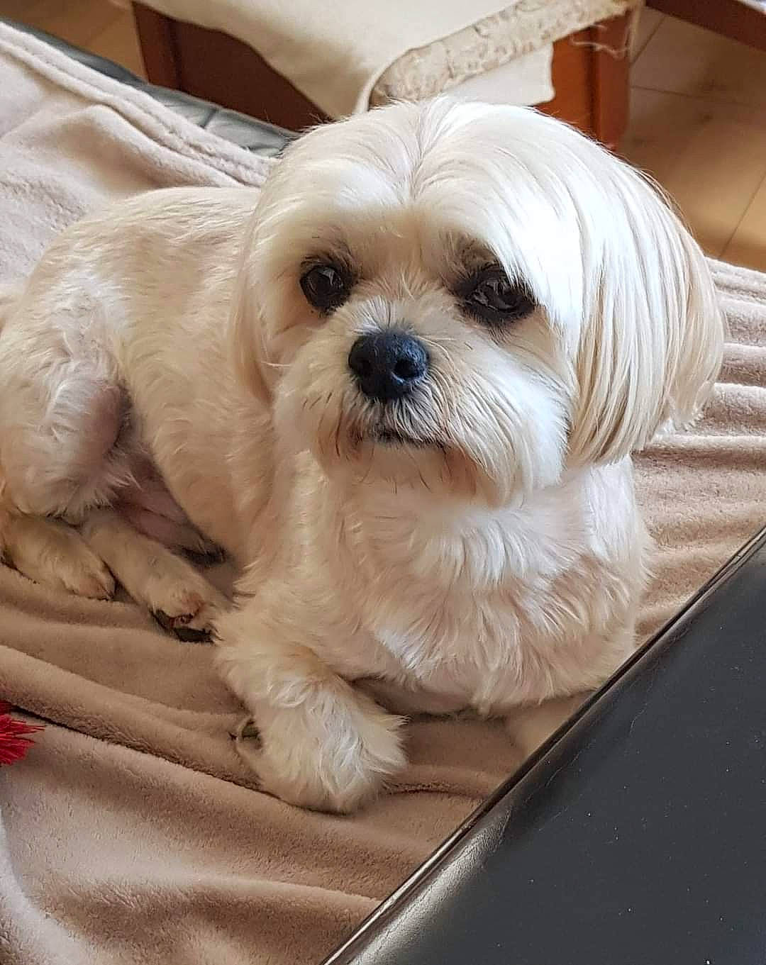 Baboune participe au concours pour gagner de l'argent avec cette photo : canidae, carnivore, comfort, companion_dog, dog, dog_breed, dog_supply, fur, liver, mal_shi, non_sporting_group, shih_poo, shih_tzu, small_terrier, snout, sporting_group, terrier, toy_dog, working_animal, yorkipoo
