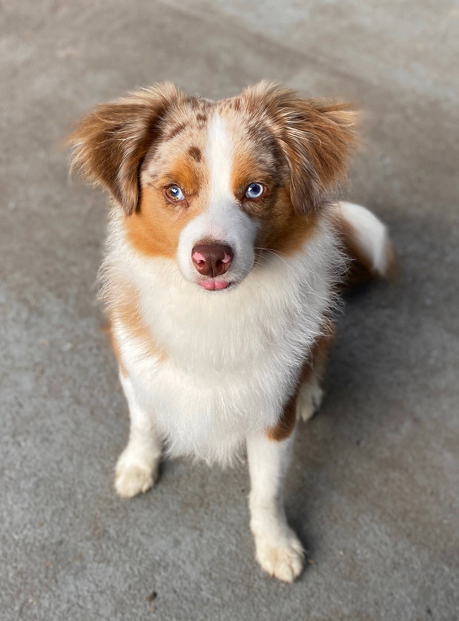 Jax Caudill joined the competition — help win amazing prizes! ancient_dog_breeds, australian_collie, australian_shepherd, border_collie, canidae, carnivore, companion_dog, dog, dog_breed, fawn, fur, herding_dog, snout, sporting_group, terrestrial_animal, whiskers, working_dog