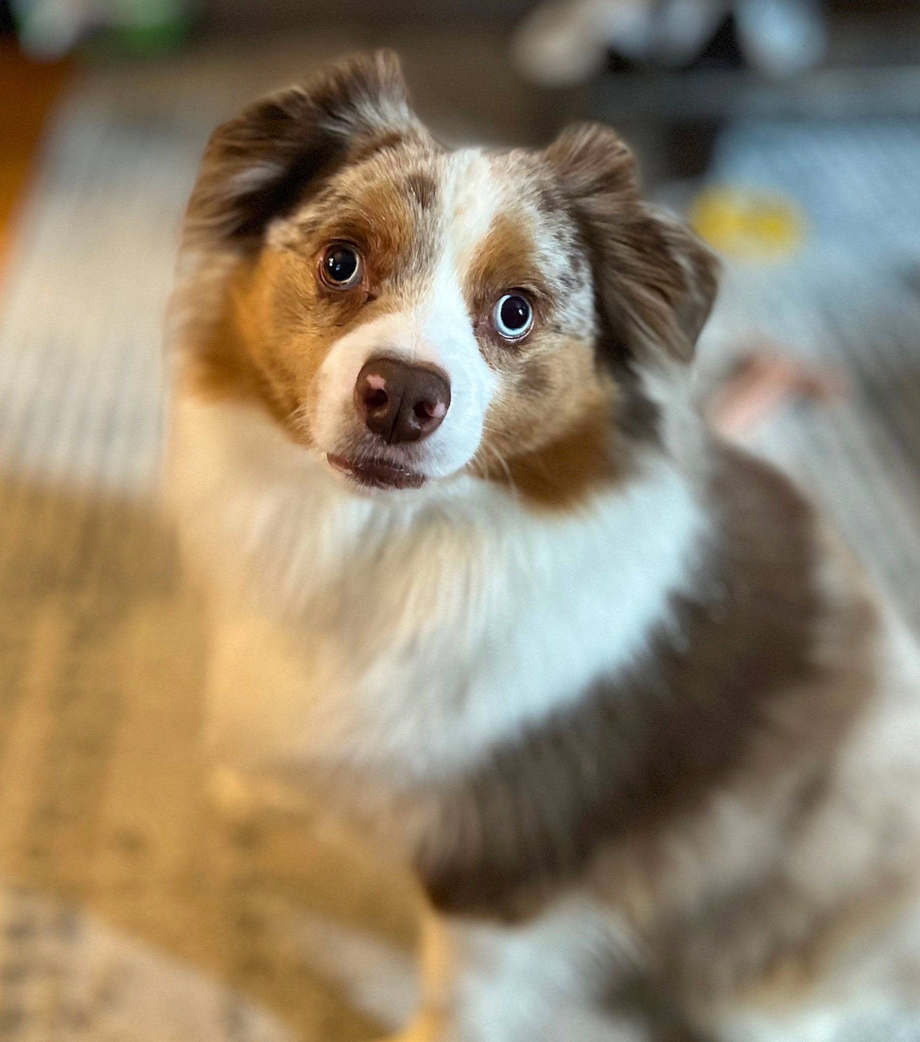 Jax Caudill is registered to the contest to win money with this photo: ancient_dog_breeds, australian_collie, canidae, carnivore, companion_dog, dog, dog_breed, fawn, fur, herding_dog, puppy, sporting_group, terrestrial_animal, toy_dog, whiskers, wood, working_animal, working_dog